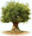 olive-tree_40348
