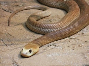 Taipan