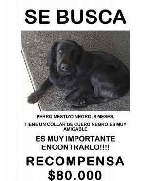 SE_BUSCA_copia