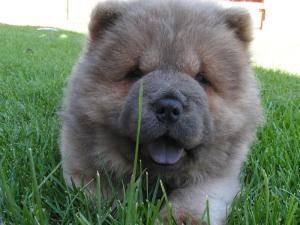 chow_chow_puppy